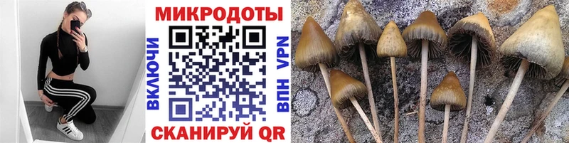 наркотики  даркнет клад  Псилоцибиновые грибы Psilocybe  Тавда  kraken рабочий сайт 